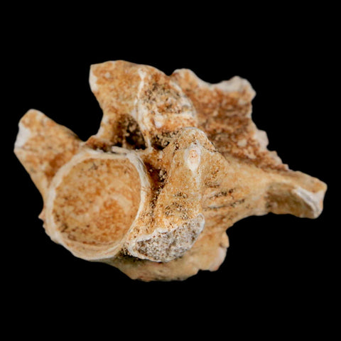 1.2" Palaeophis Magrebianus Sea Snake Vertebra Bone Upper Paleocene Morocco - Fossil Age Minerals