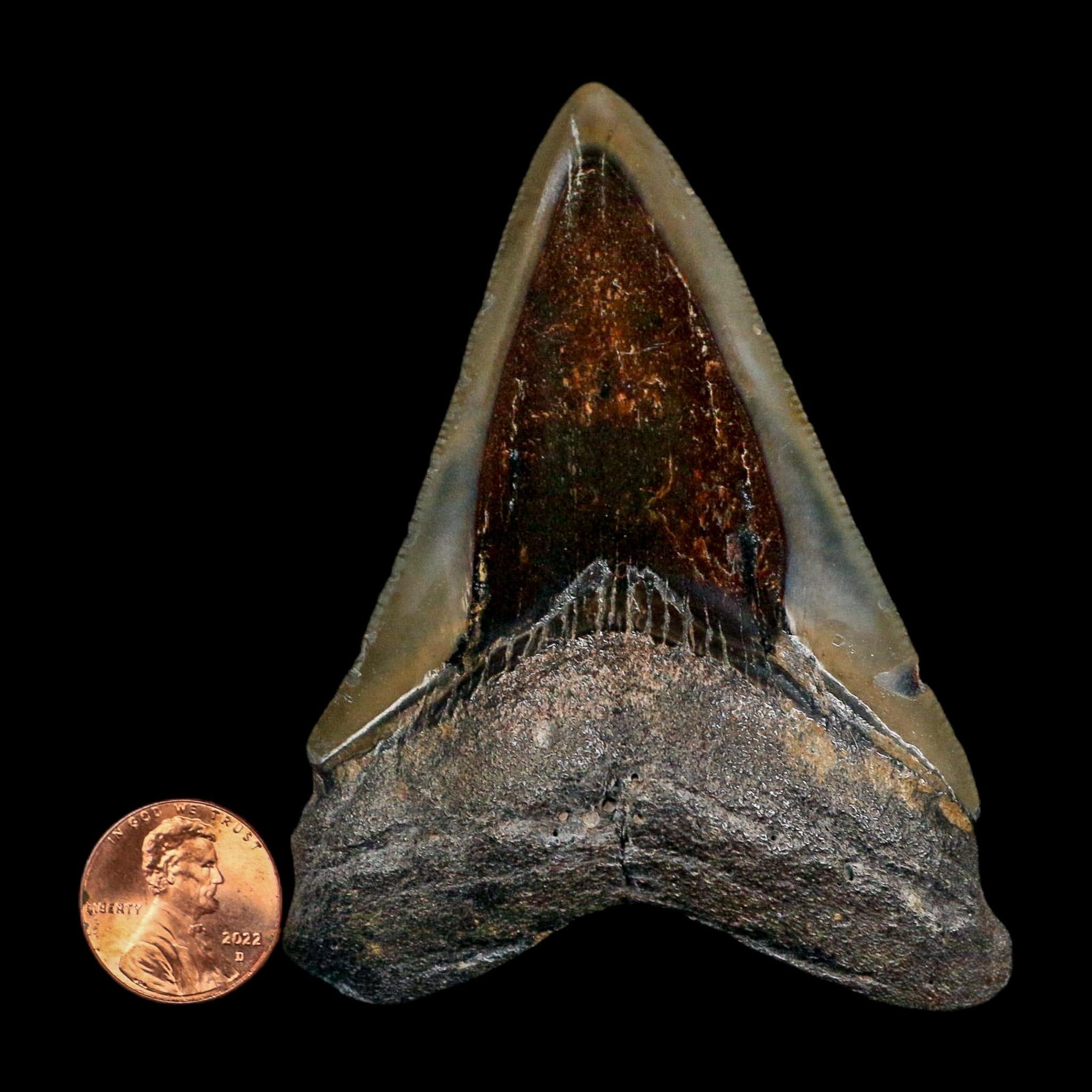 3.4" Quality Megalodon Shark Serrated Tooth Fossil Natural Miocene Age COA