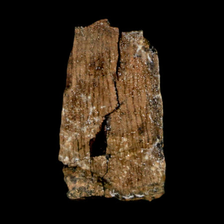 0.9" Tyrannosaurus Rex Fossil Tooth Section Dinosaur Lance Creek Formation WY COA