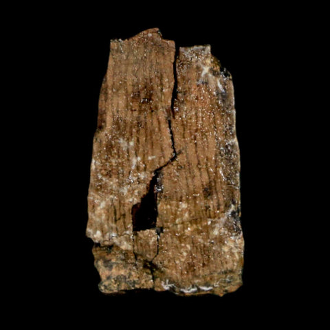 0.9" Tyrannosaurus Rex Fossil Tooth Section Dinosaur Lance Creek Formation WY COA