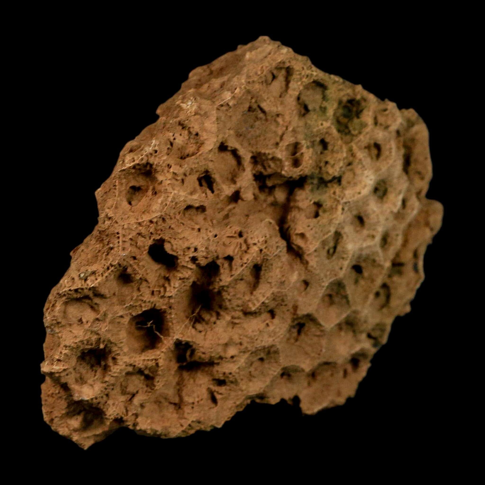 3.7" Colonial Rugose Coral Fossil Devonian Age Speed Quarry, Clark County, Indiana - Fossil Age Minerals