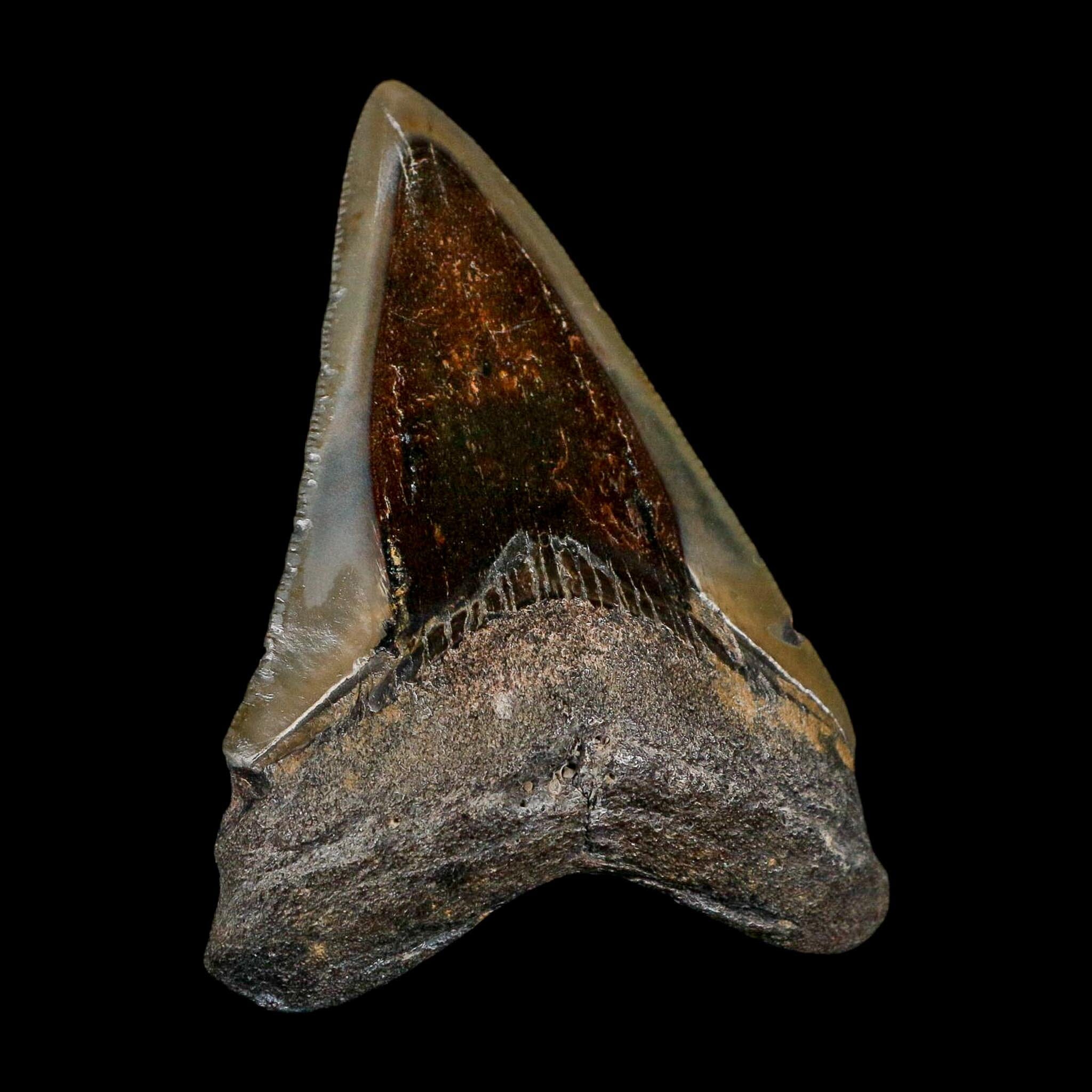 3.4" Quality Megalodon Shark Serrated Tooth Fossil Natural Miocene Age COA