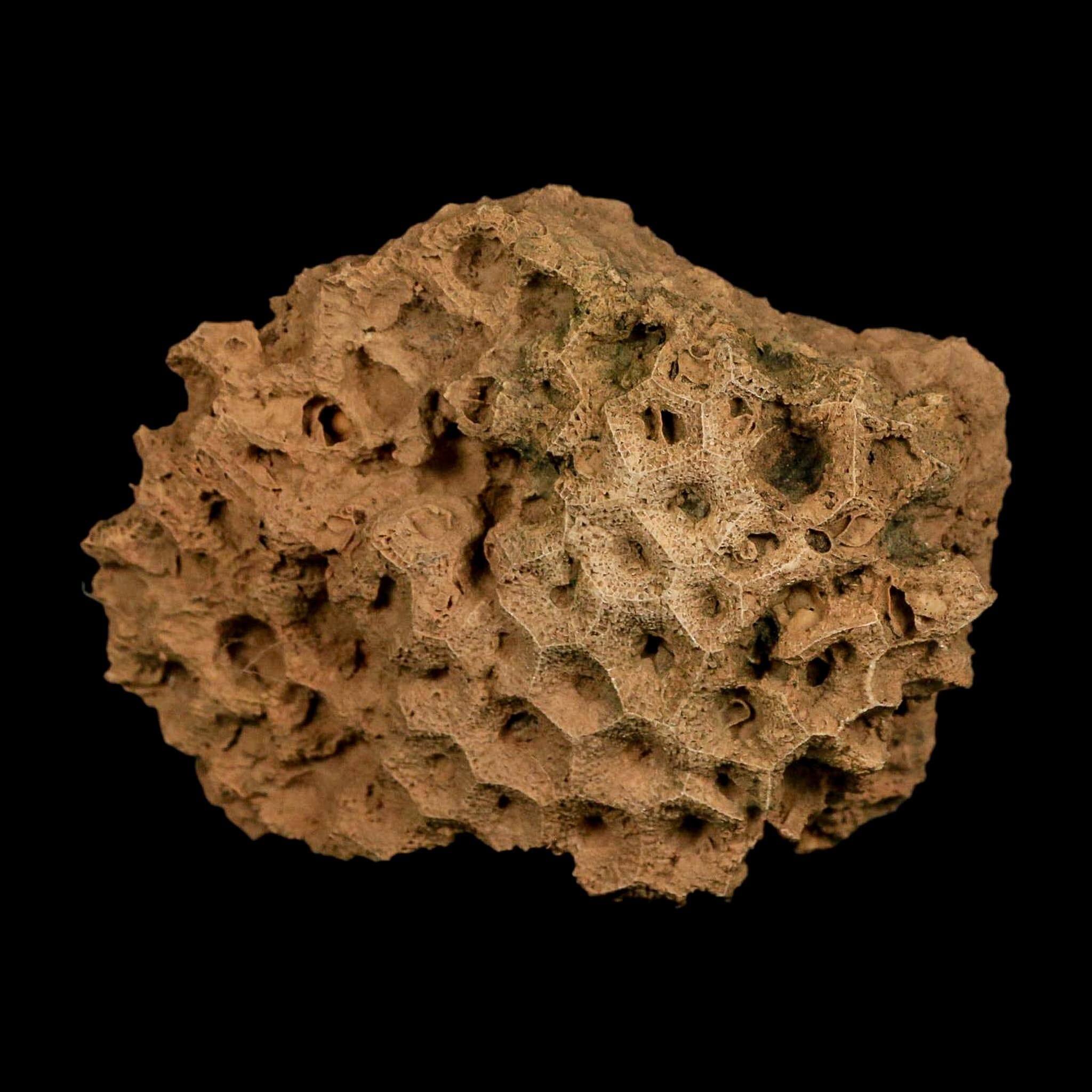 3.7" Colonial Rugose Coral Fossil Devonian Age Speed Quarry, Clark County, Indiana - Fossil Age Minerals