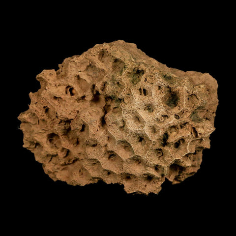 3.7" Colonial Rugose Coral Fossil Devonian Age Speed Quarry, Clark County, Indiana - Fossil Age Minerals