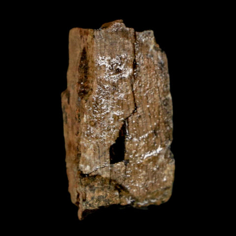 0.9" Tyrannosaurus Rex Fossil Tooth Section Dinosaur Lance Creek Formation WY COA