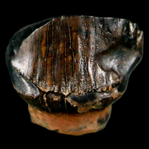 0.4" Ankylosaurus Fossil Tooth Judith River FM Cretaceous Dinosaur MT COA & Display - Fossil Age Minerals