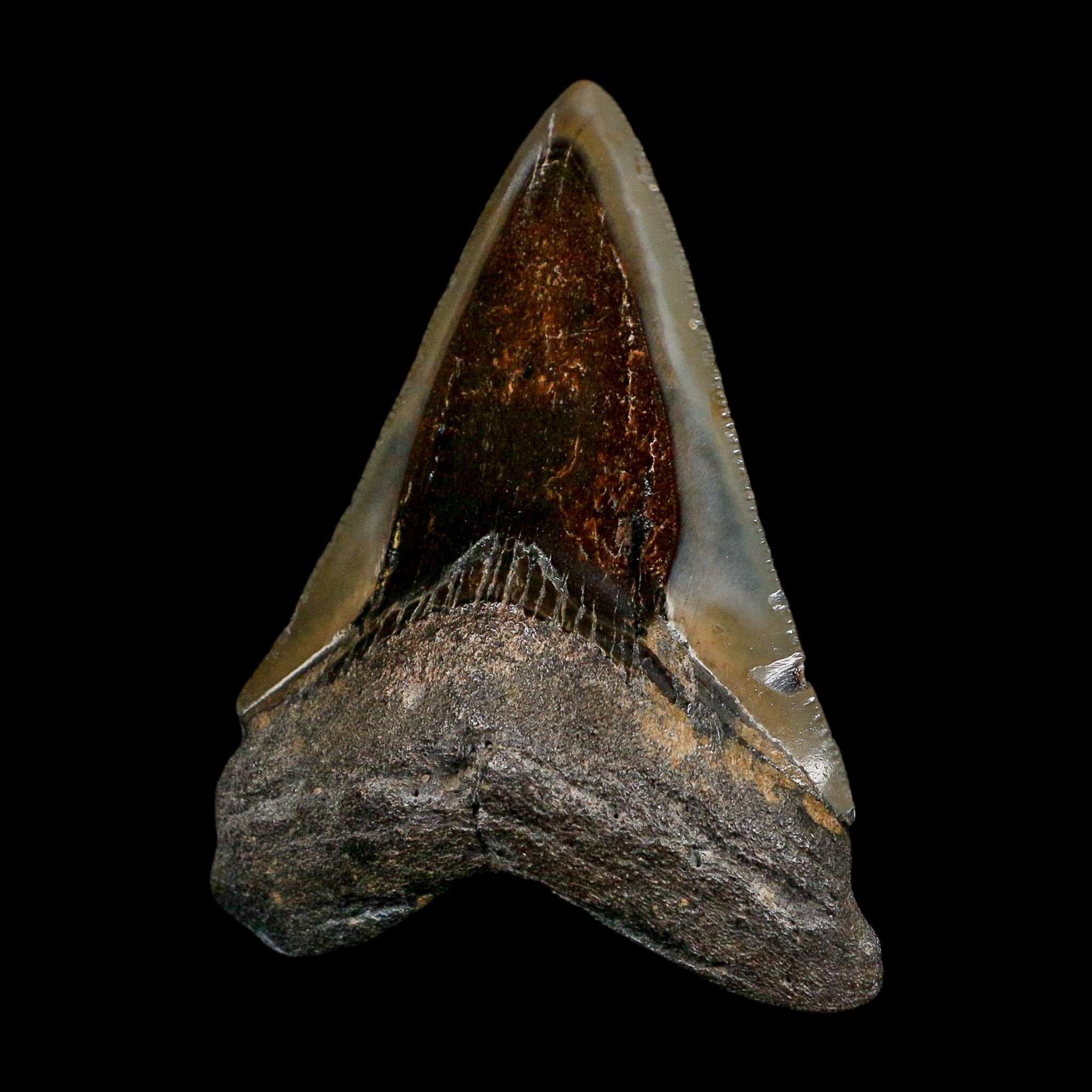 3.4" Quality Megalodon Shark Serrated Tooth Fossil Natural Miocene Age COA