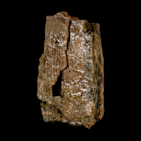 0.9" Tyrannosaurus Rex Fossil Tooth Section Dinosaur Lance Creek Formation WY COA