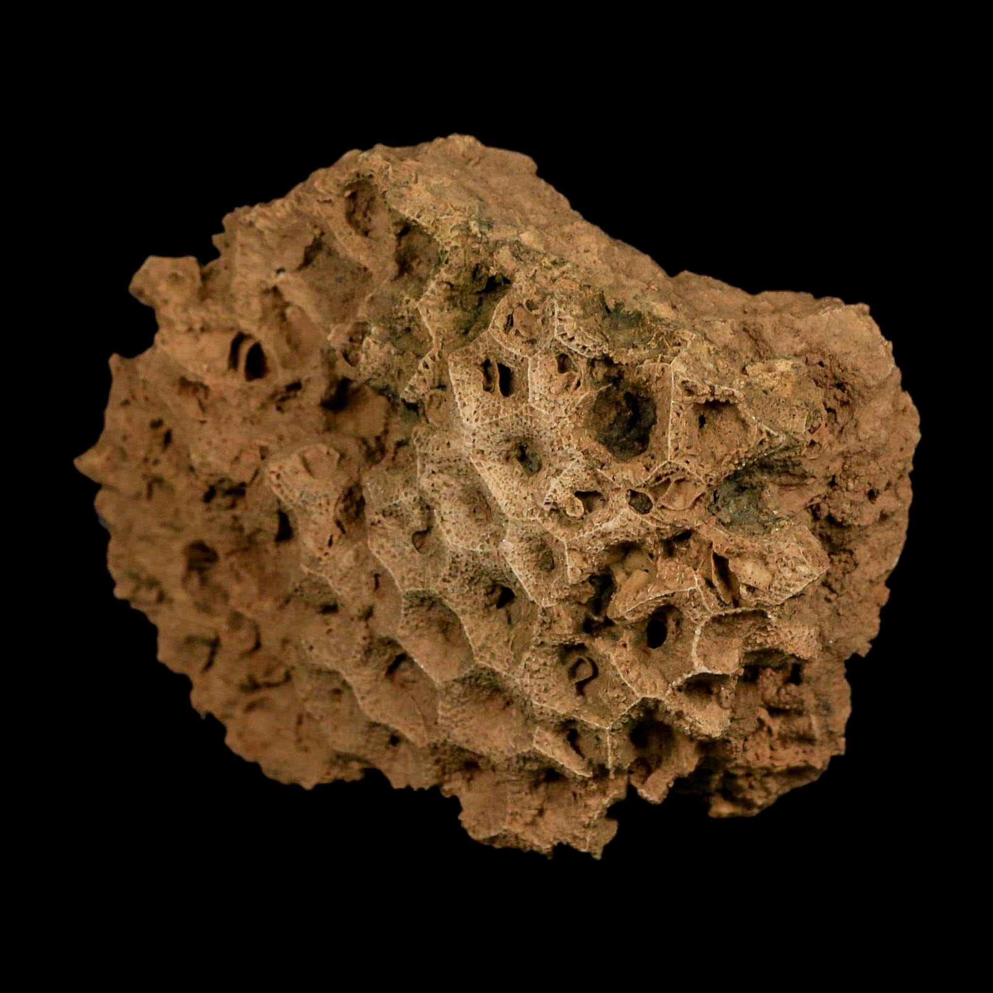 3.7" Colonial Rugose Coral Fossil Devonian Age Speed Quarry, Clark County, Indiana - Fossil Age Minerals