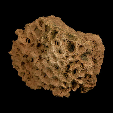 3.7" Colonial Rugose Coral Fossil Devonian Age Speed Quarry, Clark County, Indiana - Fossil Age Minerals