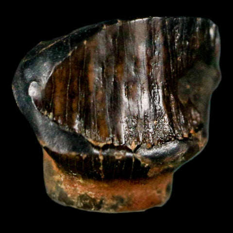 0.4" Ankylosaurus Fossil Tooth Judith River FM Cretaceous Dinosaur MT COA & Display - Fossil Age Minerals