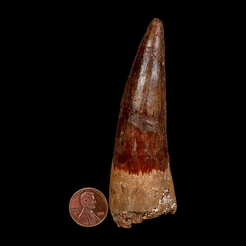 XL 3.9" Spinosaurus Fossil Tooth 100 Million Years Old Cretaceous Dinosaur COA