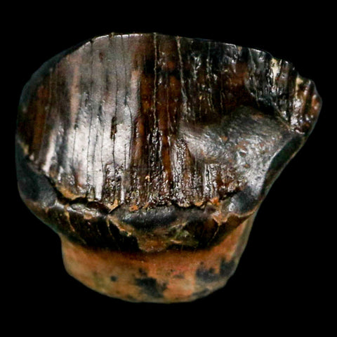 0.4" Ankylosaurus Fossil Tooth Judith River FM Cretaceous Dinosaur MT COA & Display - Fossil Age Minerals