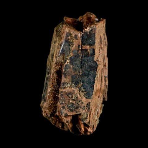 0.9" Tyrannosaurus Rex Fossil Tooth Section Dinosaur Lance Creek Formation WY COA