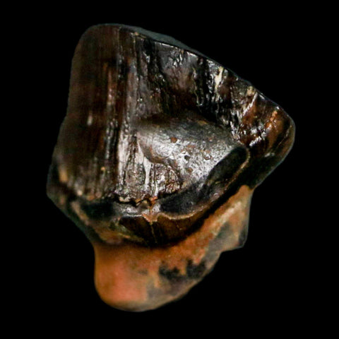 0.4" Ankylosaurus Fossil Tooth Judith River FM Cretaceous Dinosaur MT COA & Display - Fossil Age Minerals
