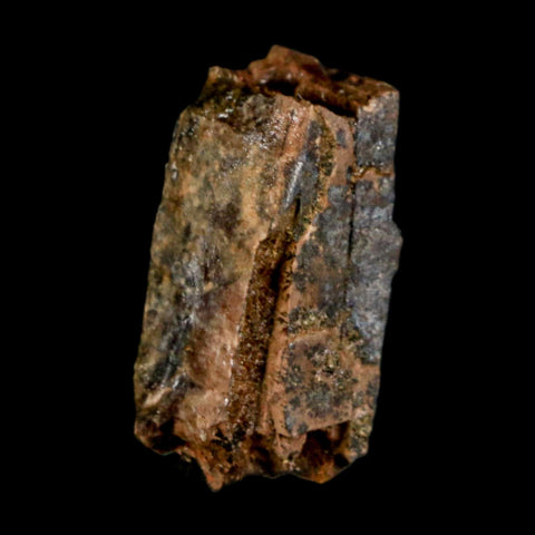 0.9" Tyrannosaurus Rex Fossil Tooth Section Dinosaur Lance Creek Formation WY COA