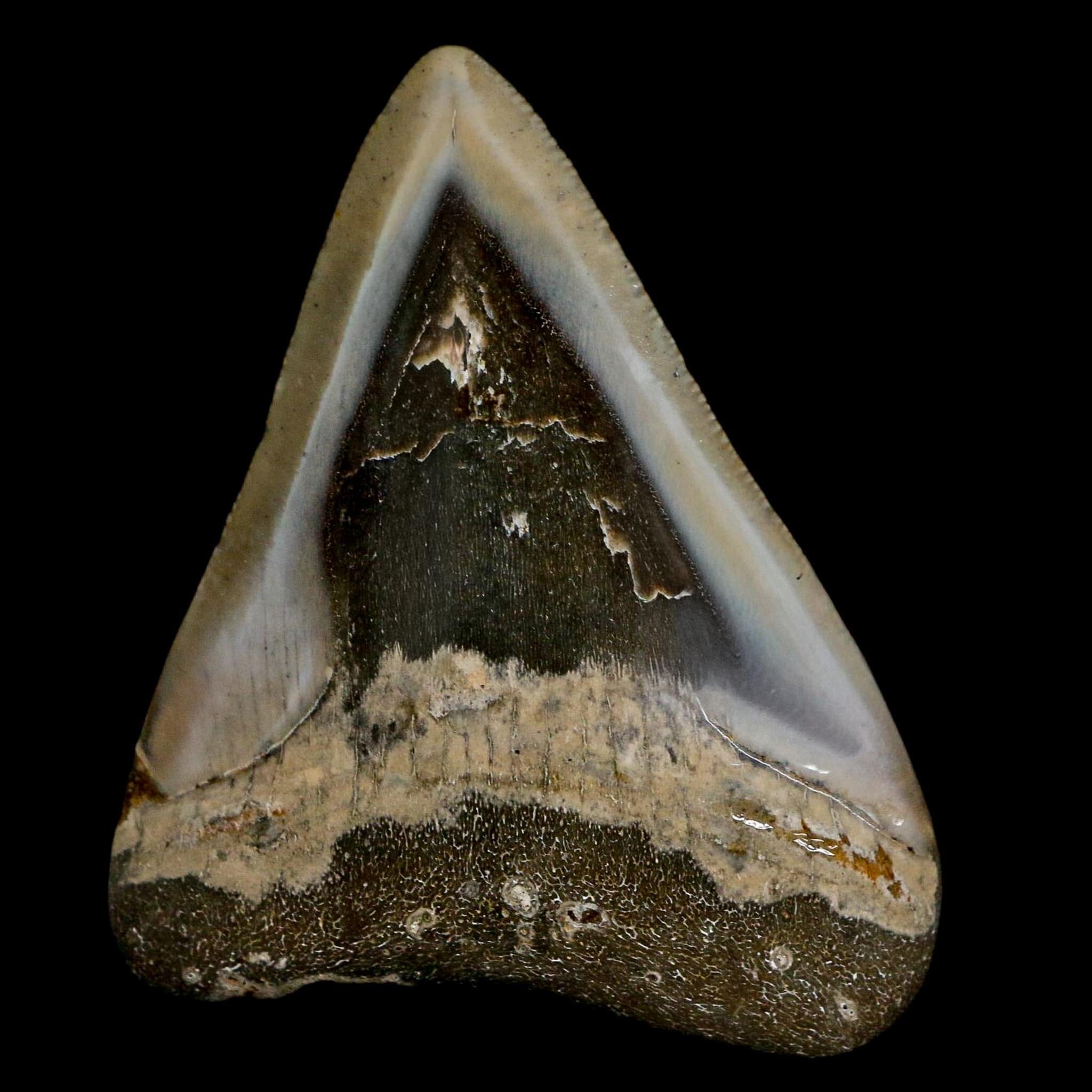 2.7" Quality Megalodon Shark Serrated Tooth Fossil Natural Miocene Age COA