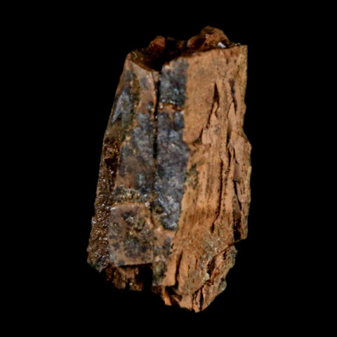 0.9" Tyrannosaurus Rex Fossil Tooth Section Dinosaur Lance Creek Formation WY COA