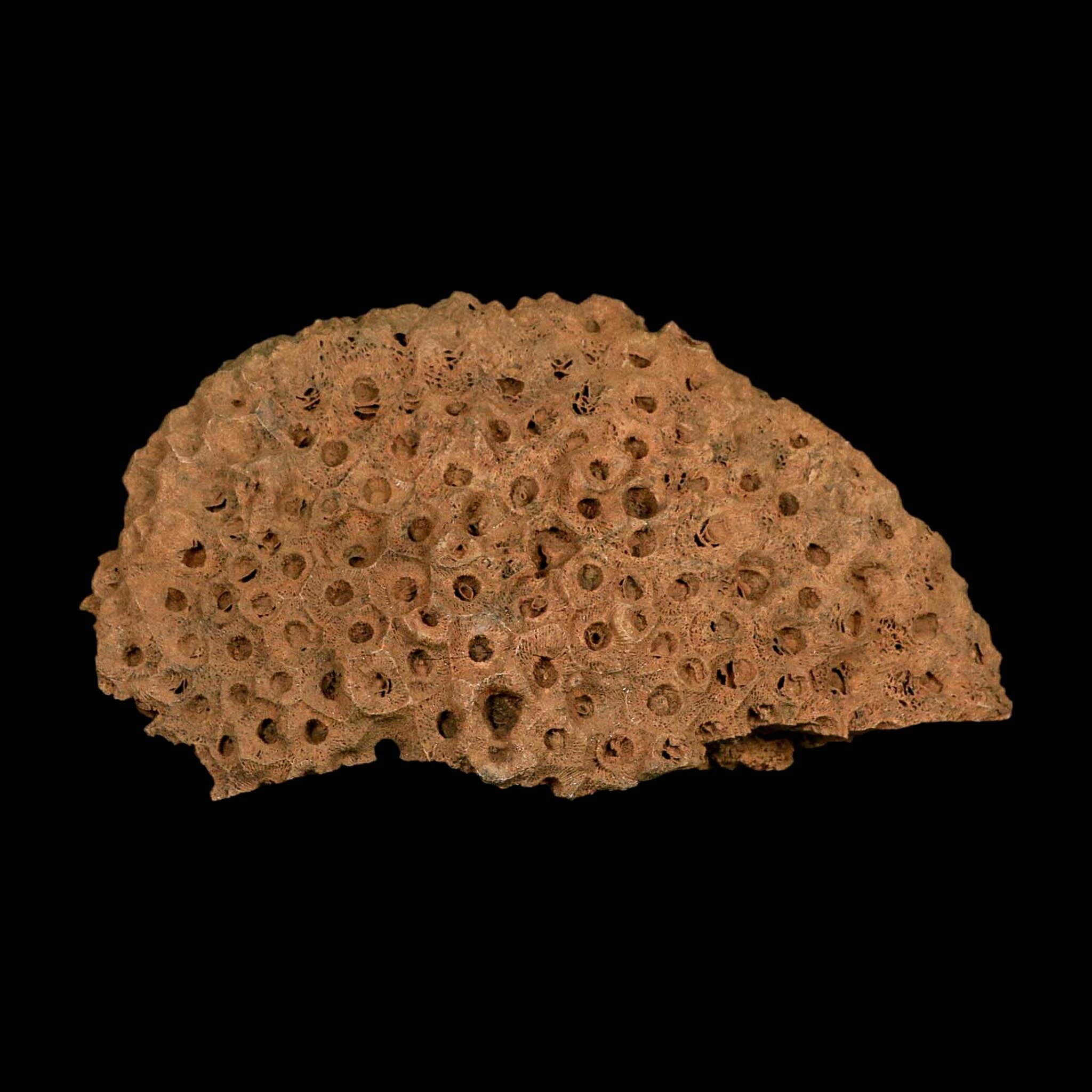 XL 7.3" Colonial Rugose Coral Fossil Devonian Age Speed Quarry, Clark County, Indiana - Fossil Age Minerals
