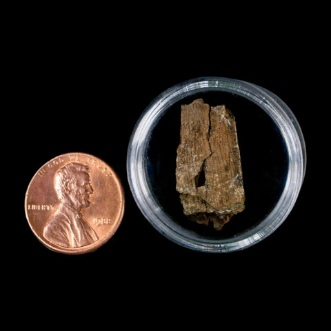 0.9" Tyrannosaurus Rex Fossil Tooth Section Dinosaur Lance Creek Formation WY COA