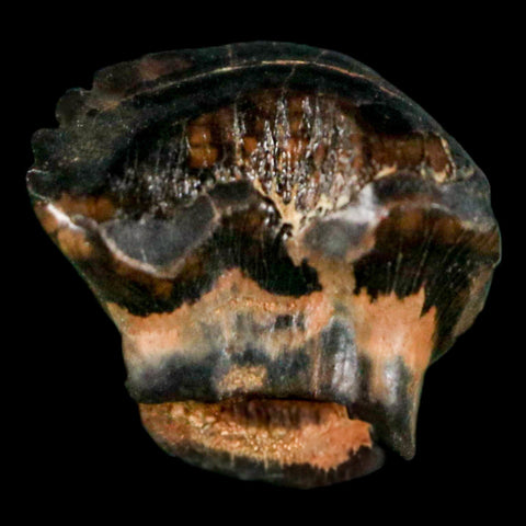 0.4" Ankylosaurus Fossil Tooth Judith River FM Cretaceous Dinosaur MT COA & Display - Fossil Age Minerals