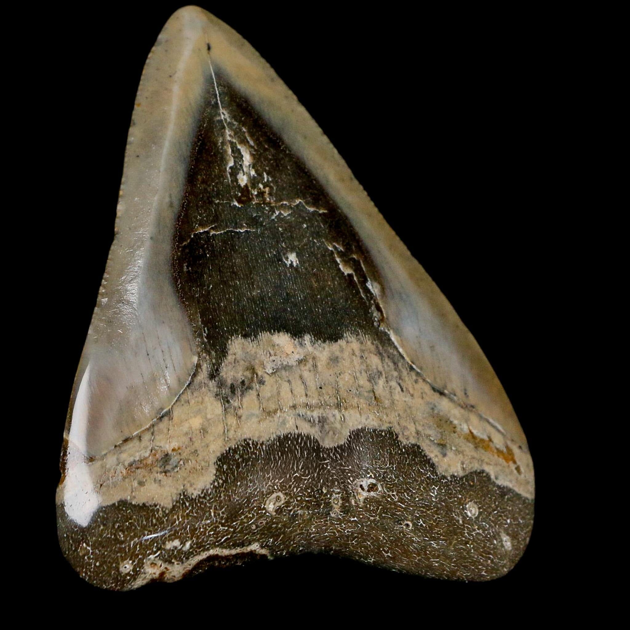 2.7" Quality Megalodon Shark Serrated Tooth Fossil Natural Miocene Age COA