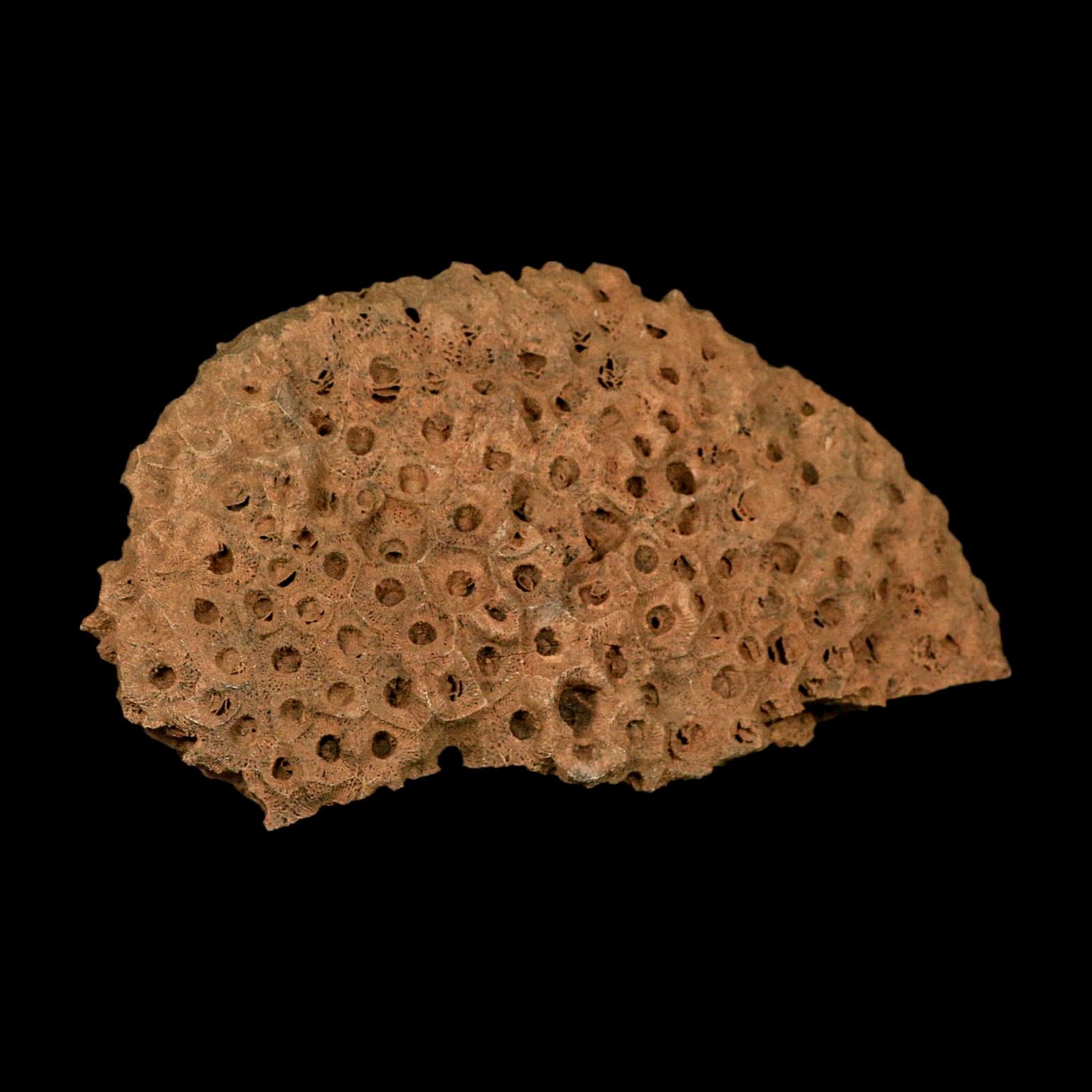 XL 7.3" Colonial Rugose Coral Fossil Devonian Age Speed Quarry, Clark County, Indiana - Fossil Age Minerals