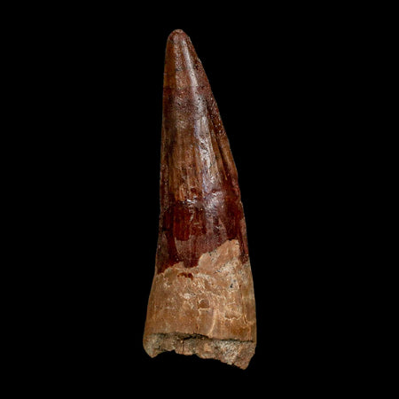 XL 3.9" Spinosaurus Fossil Tooth 100 Million Years Old Cretaceous Dinosaur COA