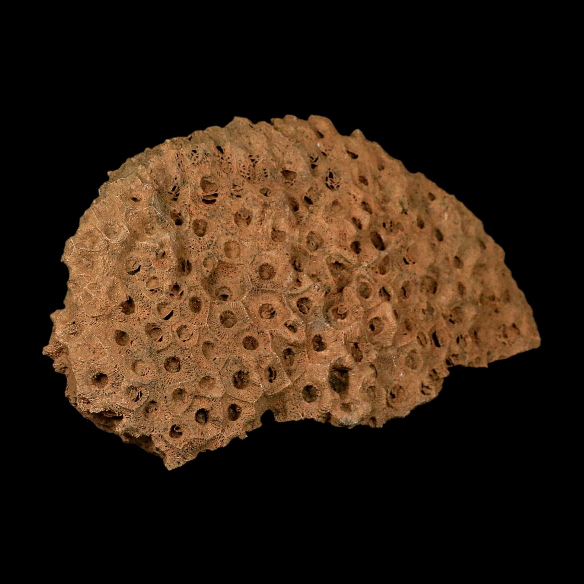 XL 7.3" Colonial Rugose Coral Fossil Devonian Age Speed Quarry, Clark County, Indiana - Fossil Age Minerals