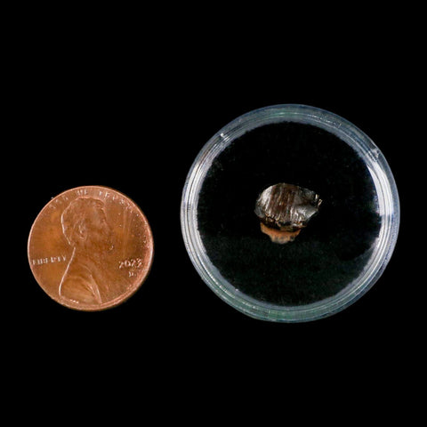0.4" Ankylosaurus Fossil Tooth Judith River FM Cretaceous Dinosaur MT COA & Display - Fossil Age Minerals