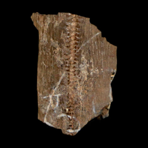 0.7" Tyrannosaurus Rex Fossil Tooth Section Dinosaur Lance Creek Formation WY COA