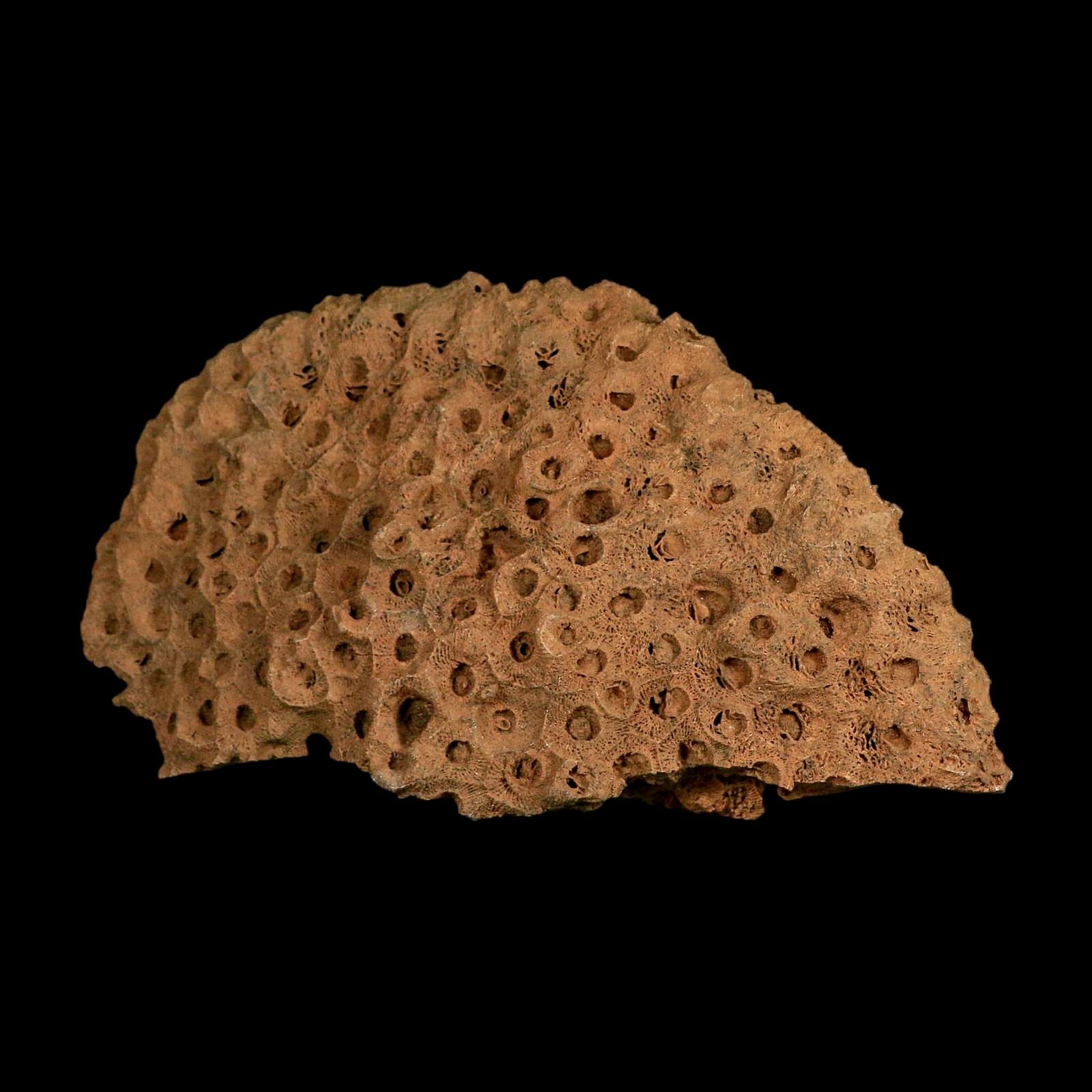 XL 7.3" Colonial Rugose Coral Fossil Devonian Age Speed Quarry, Clark County, Indiana - Fossil Age Minerals