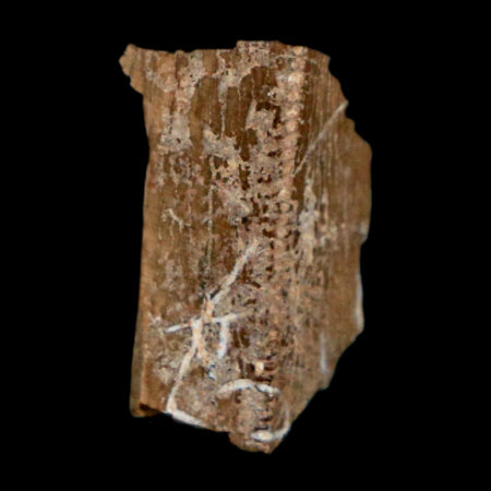 0.7" Tyrannosaurus Rex Fossil Tooth Section Dinosaur Lance Creek Formation WY COA