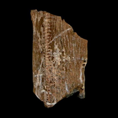 0.7" Tyrannosaurus Rex Fossil Tooth Section Dinosaur Lance Creek Formation WY COA