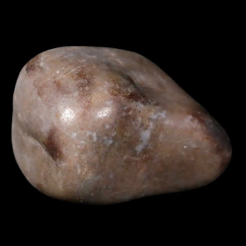 1.9" Sauropod Dinosaur Stomach Stone Gastrolith Rock Gizzard Stone COA - Fossil Age Minerals