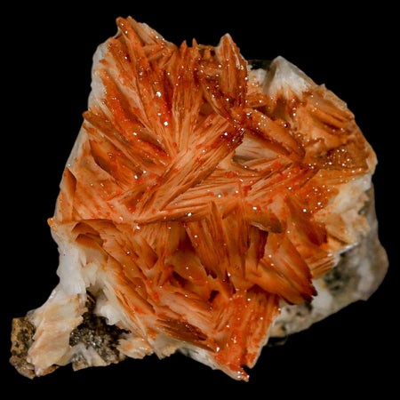 2.6" Sparkly Red Vanadinite Crystals On Orange Barite Blades Mineral Mabladen Morocco