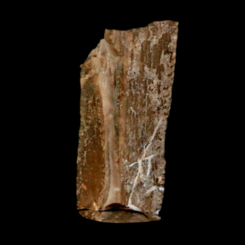 0.7" Tyrannosaurus Rex Fossil Tooth Section Dinosaur Lance Creek Formation WY COA