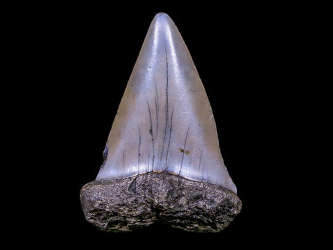 2.2" Quality Hastalis Mako Tooth Serrated Fossil Natural Miocene Age COA - Fossil Age Minerals