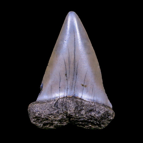 2.2" Quality Hastalis Mako Tooth Serrated Fossil Natural Miocene Age COA - Fossil Age Minerals