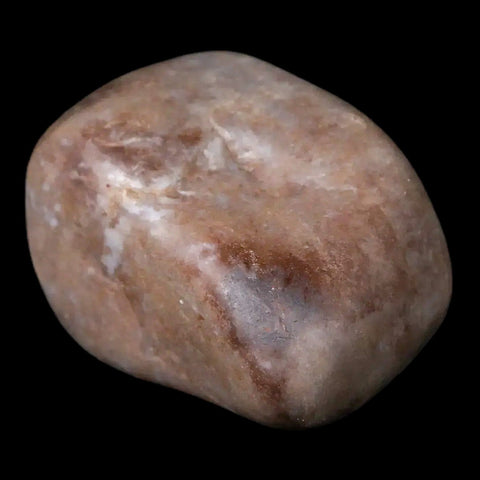 1.9" Sauropod Dinosaur Stomach Stone Gastrolith Rock Gizzard Stone COA - Fossil Age Minerals