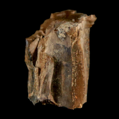 0.7" Tyrannosaurus Rex Fossil Tooth Section Dinosaur Lance Creek Formation WY COA