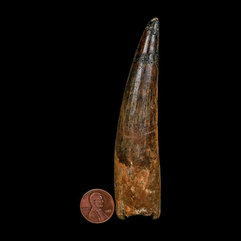 XXL 4.3" Spinosaurus Fossil Tooth 100 Million Years Old Cretaceous Dinosaur COA