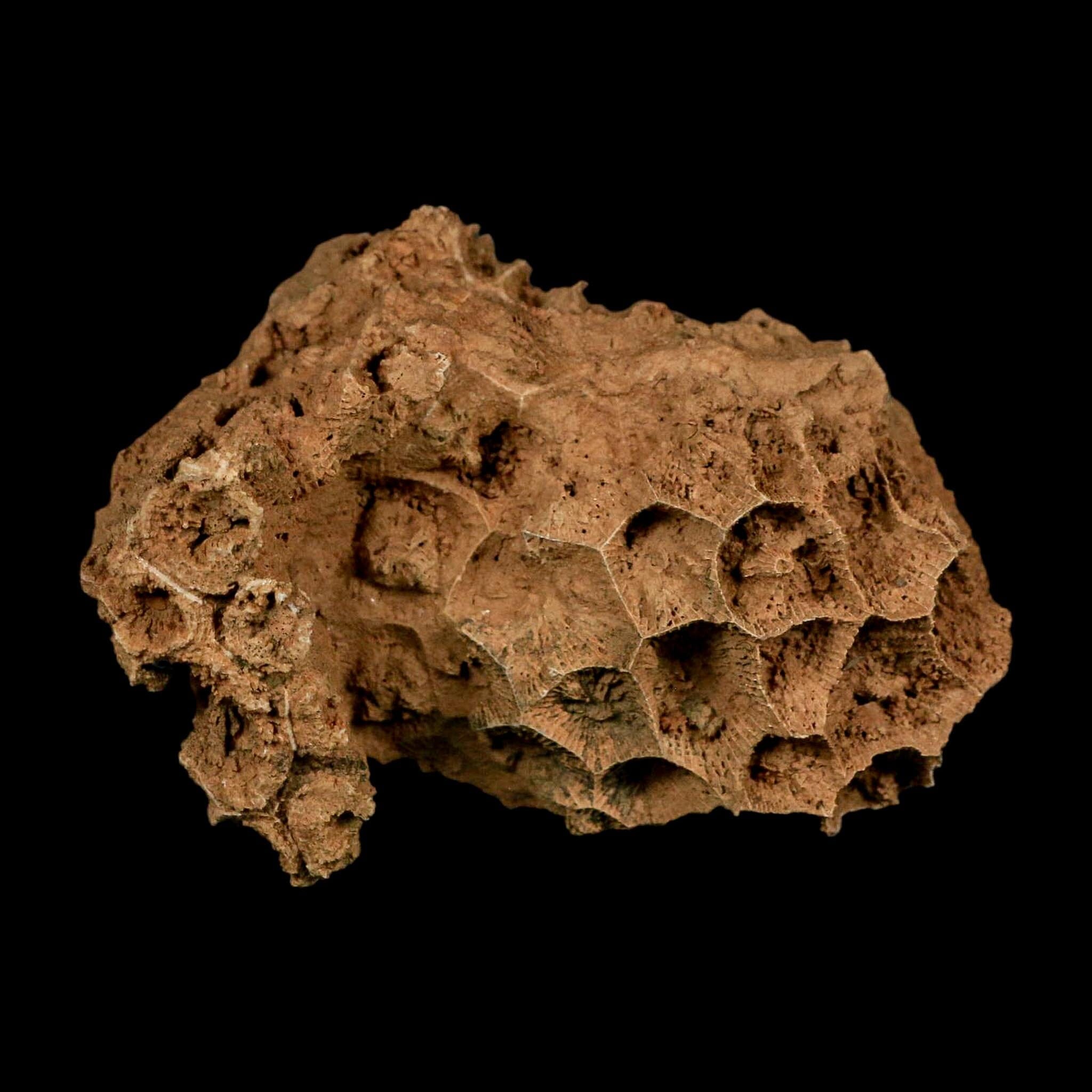 3.5" Colonial Rugose Coral Fossil Devonian Age Speed Quarry, Clark County, Indiana - Fossil Age Minerals