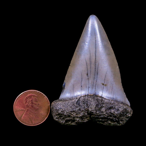 2.2" Quality Hastalis Mako Tooth Serrated Fossil Natural Miocene Age COA - Fossil Age Minerals