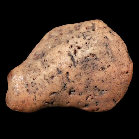 2.4" Sauropod Dinosaur Stomach Stone Gastrolith Rock Gizzard Stone COA