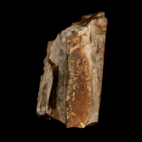 0.7" Tyrannosaurus Rex Fossil Tooth Section Dinosaur Lance Creek Formation WY COA