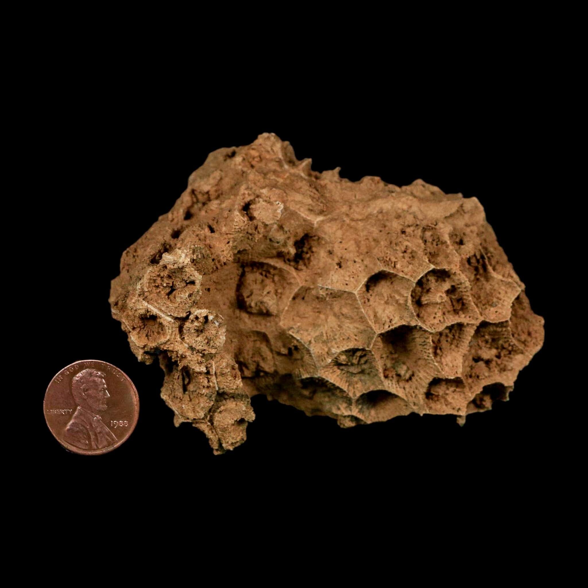 3.5" Colonial Rugose Coral Fossil Devonian Age Speed Quarry, Clark County, Indiana - Fossil Age Minerals