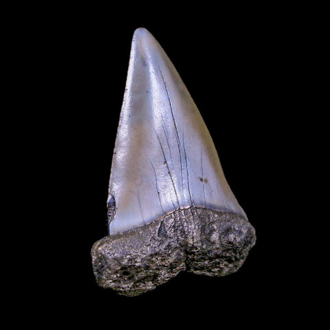 2.2" Quality Hastalis Mako Tooth Serrated Fossil Natural Miocene Age COA - Fossil Age Minerals