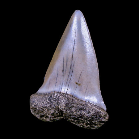 2.2" Quality Hastalis Mako Tooth Serrated Fossil Natural Miocene Age COA