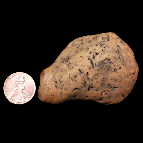 2.4" Sauropod Dinosaur Stomach Stone Gastrolith Rock Gizzard Stone COA - Fossil Age Minerals